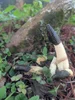 stinkhorn.webp